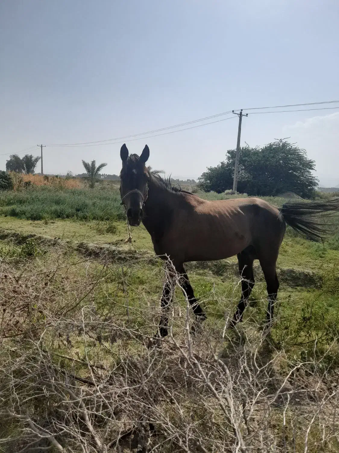 اسبسالمفروشی|اسب و تجهیزات اسبسواری|فاریاب, |دیوار