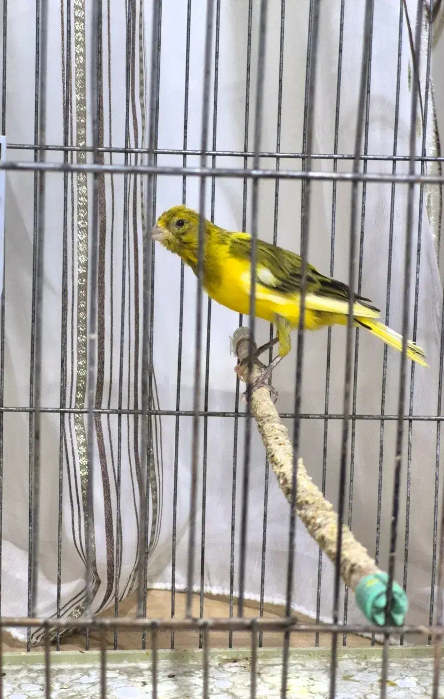 قناری نر مست|پرنده|صدرا-فارس, فاز ۱|دیوار