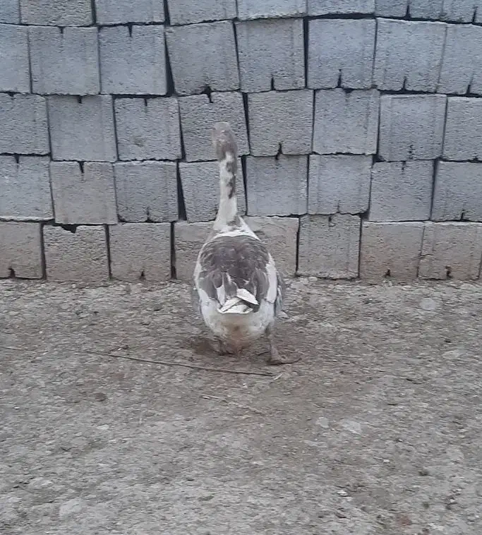 غاز|حیوانات مزرعه|بهبهان, |دیوار