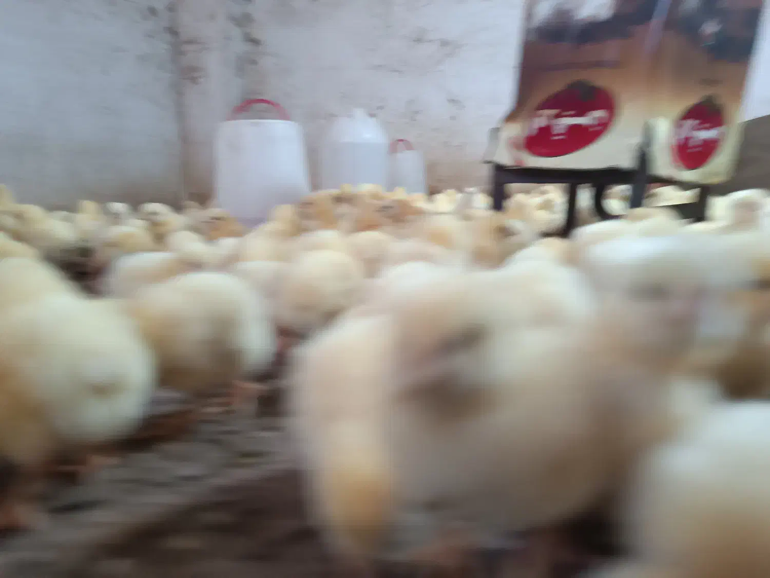 فروش جوجه یک روزه راس|حیوانات مزرعه|فاضل آباد, |دیوار