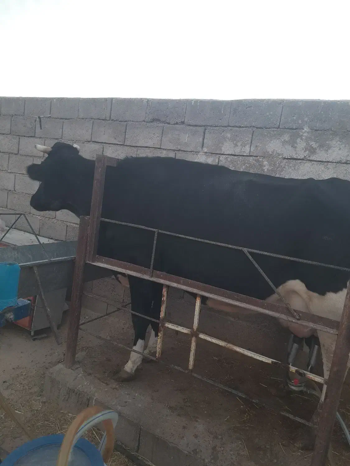 تعدادی گاو شیری فروشی|حیوانات مزرعه|راور, |دیوار