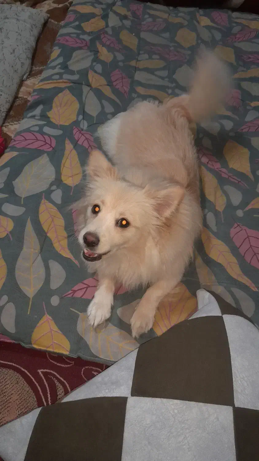 واگزاری سگ پاکوتاه|سگ|مشهد, بهمن|دیوار