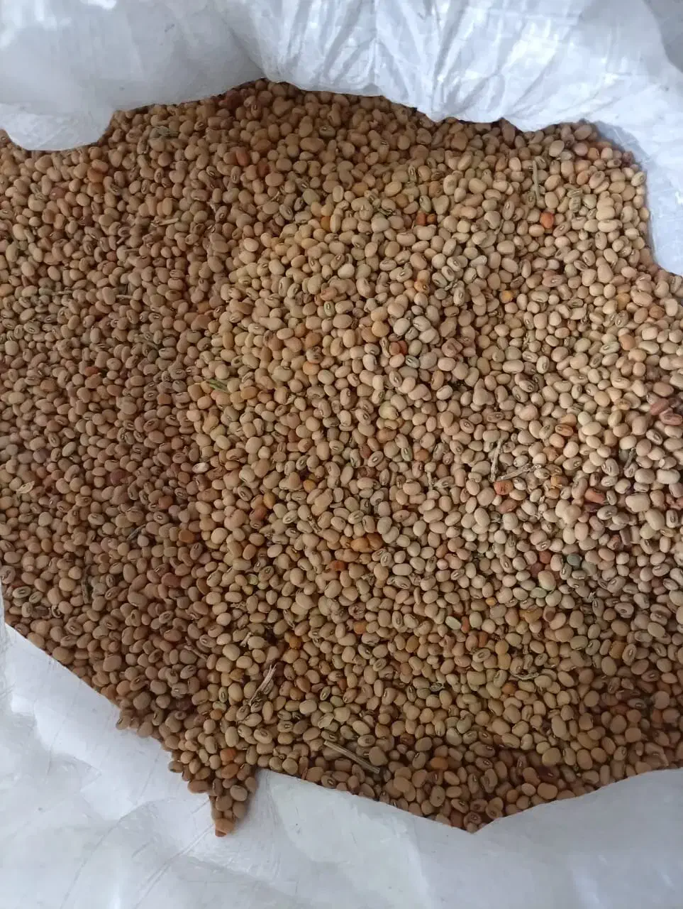 لوبیا جیرفتی یامحلی قیمت مناسب|خوردنی و آشامیدنی|رودخانه, |دیوار