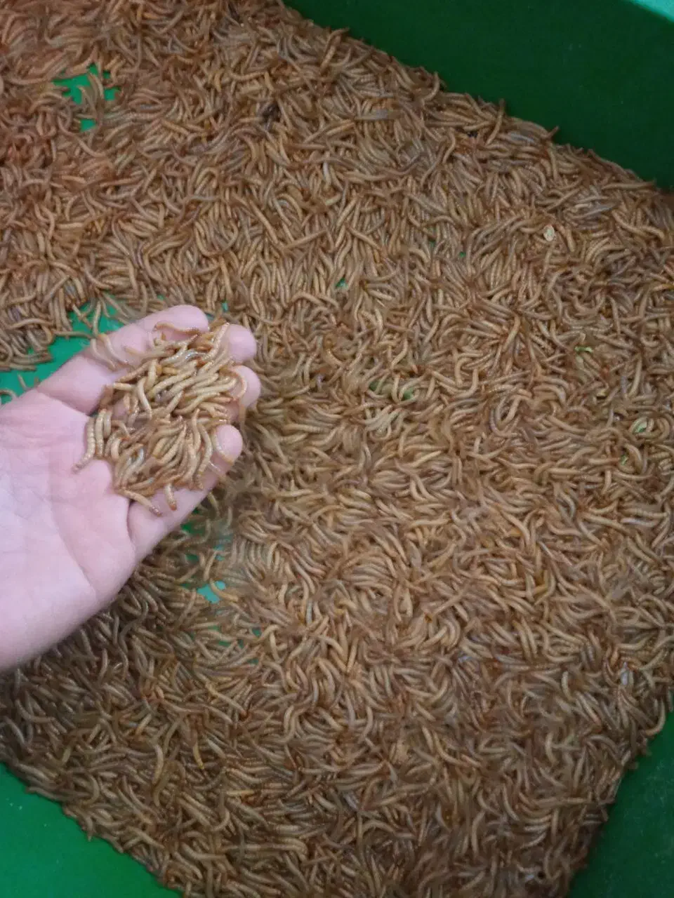 میلورم خشک و زنده|خزنده|نجف‌آباد, امام خمینی|دیوار