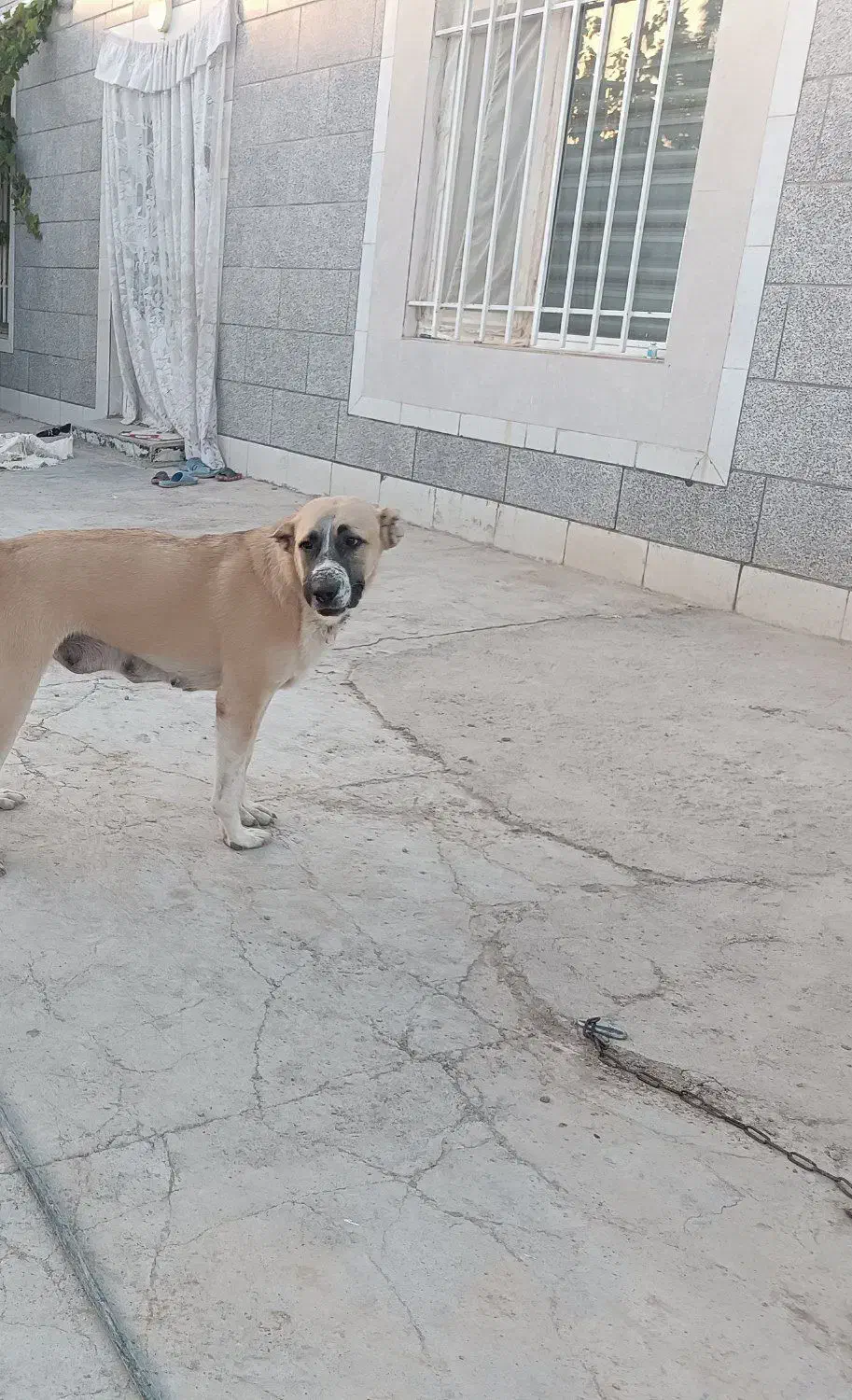 گمشده|حیوانات|شیروان (خراسان), |دیوار