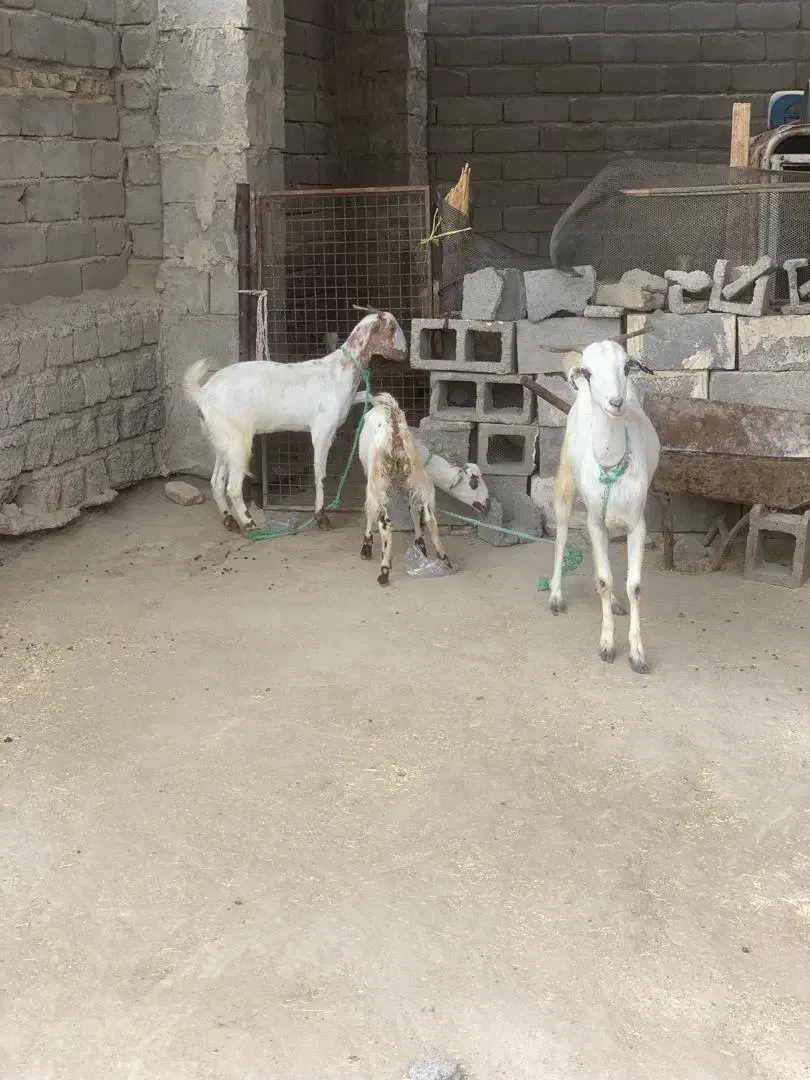 فروش چند راس بز ماده و|حیوانات مزرعه|میناب, |دیوار
