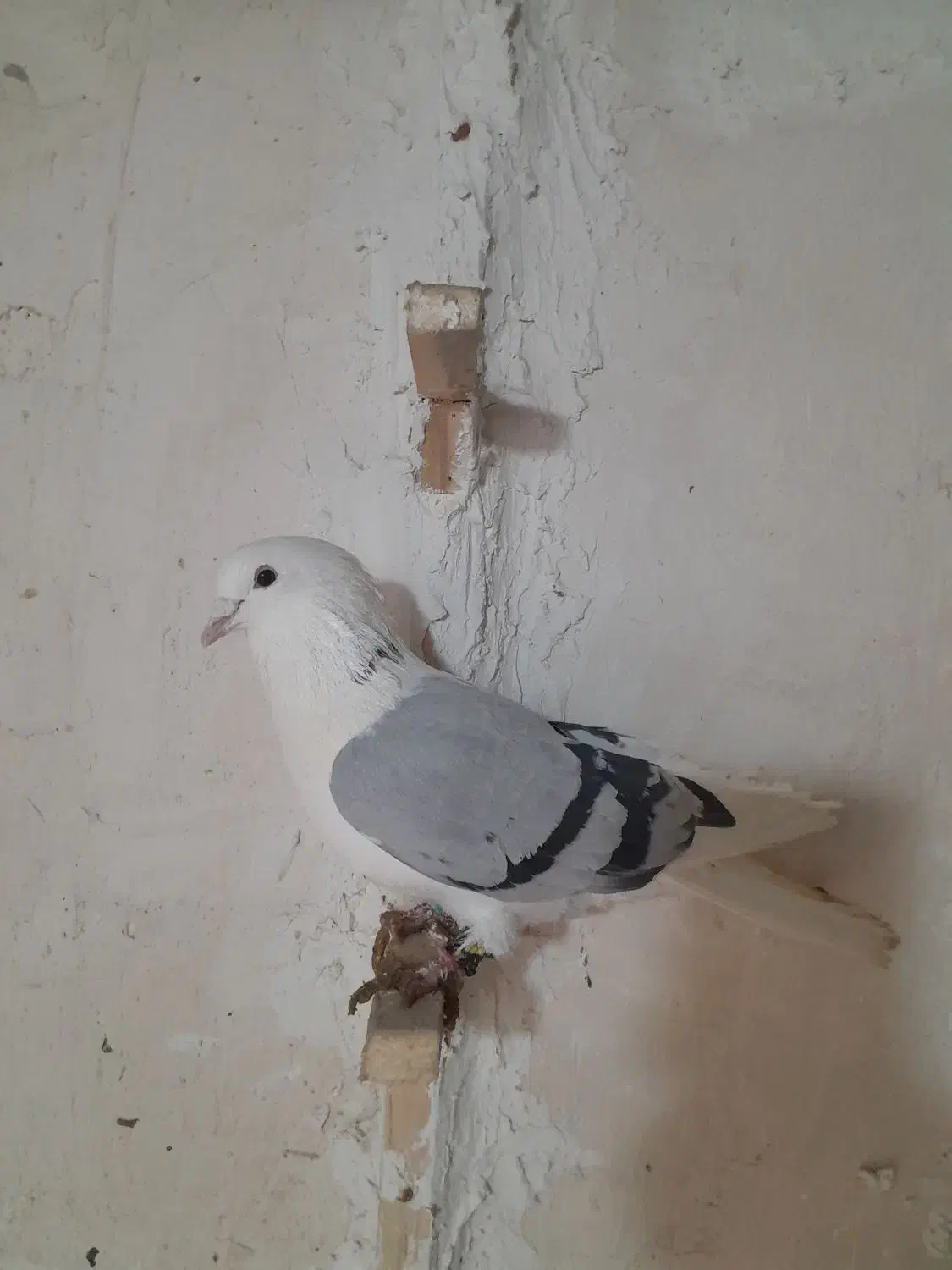 کفتر|پرنده|شیروان (خراسان), |دیوار