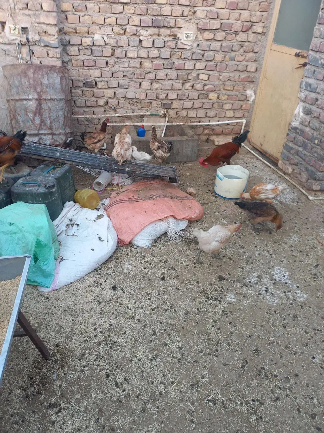 جوجه مرغ وخروس بزرگ وکوچک.موجودهست|حیوانات مزرعه|زابل, |دیوار