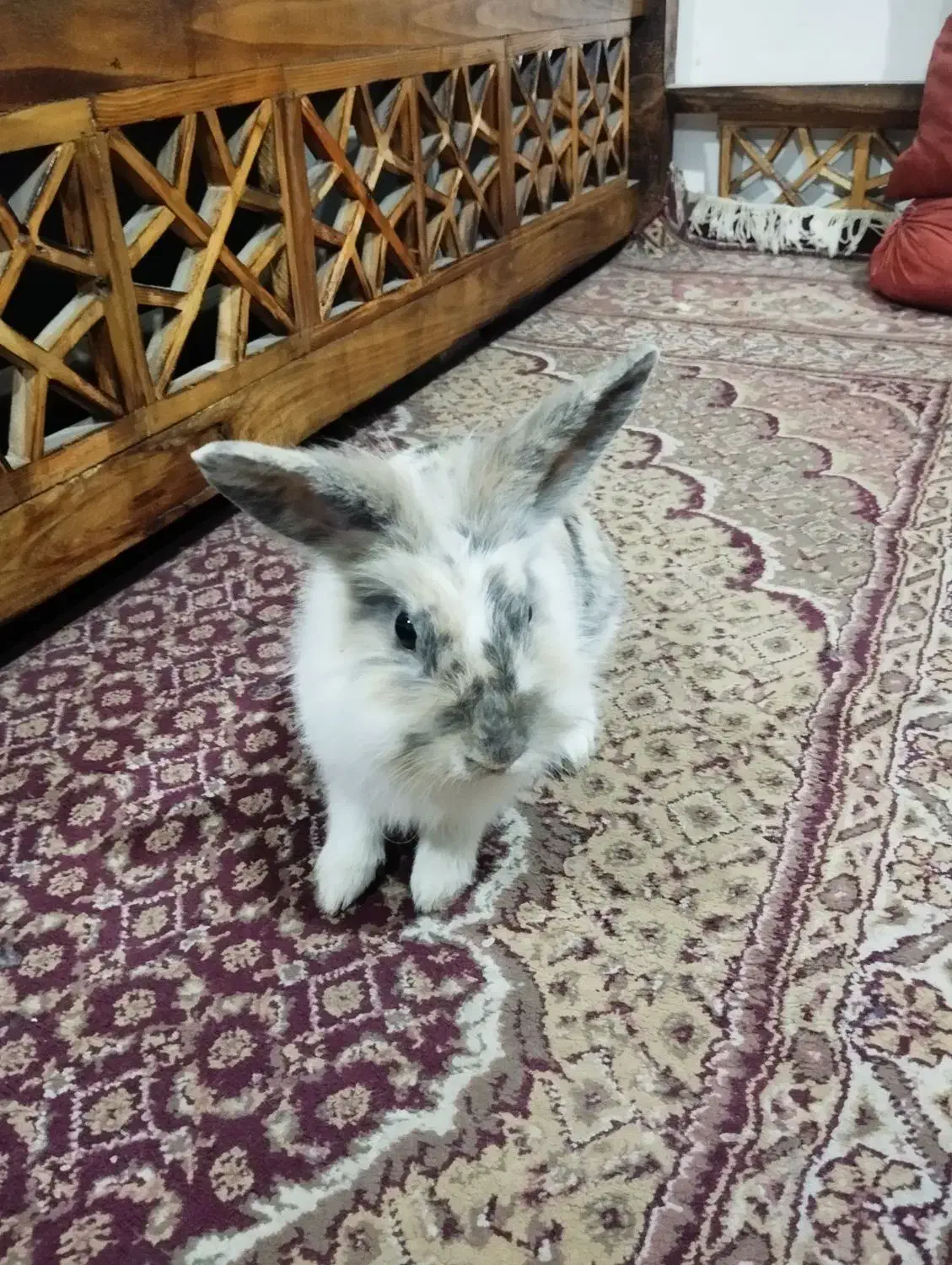 خرگوش|موش و خرگوش|اهواز, شهرک برق|دیوار