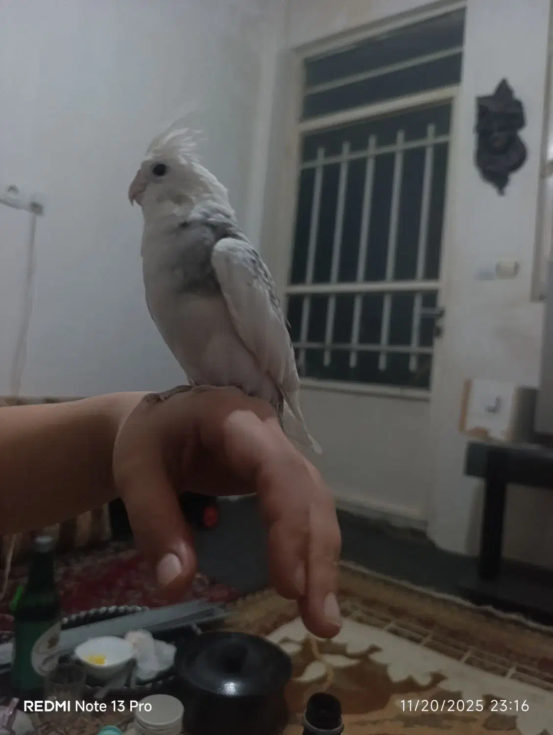 عروس هلندی و طوطی برزیلی|پرنده|چهارباغ, |دیوار