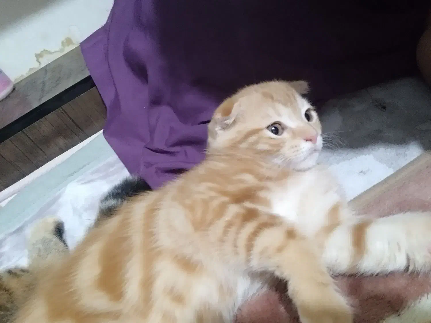 گربه اسکاتیش فولد گلد|گربه|بوشهر, |دیوار