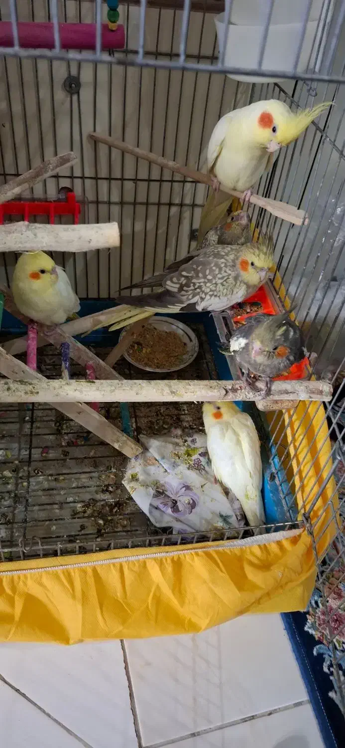 عروس هلندی|پرنده|اندیشه, اندیشه فاز ۵|دیوار