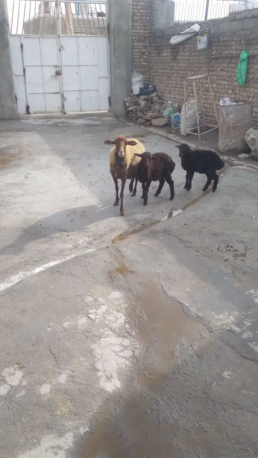 میش و بره دوقلوزا و میش آبستن سنگین جوان|حیوانات مزرعه|اسدآباد, |دیوار