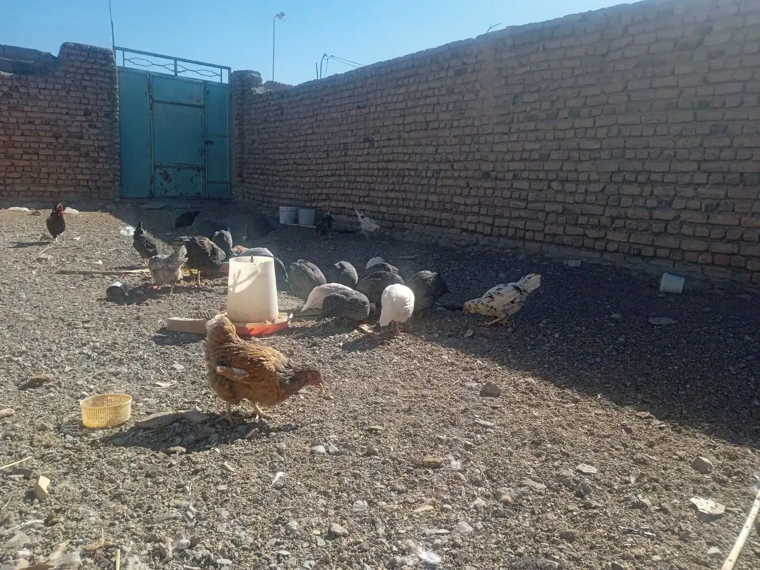 مرغ و خروس گلین شاخدار برهما بوقلمون ویاندوت|حیوانات مزرعه|بیرجند, |دیوار