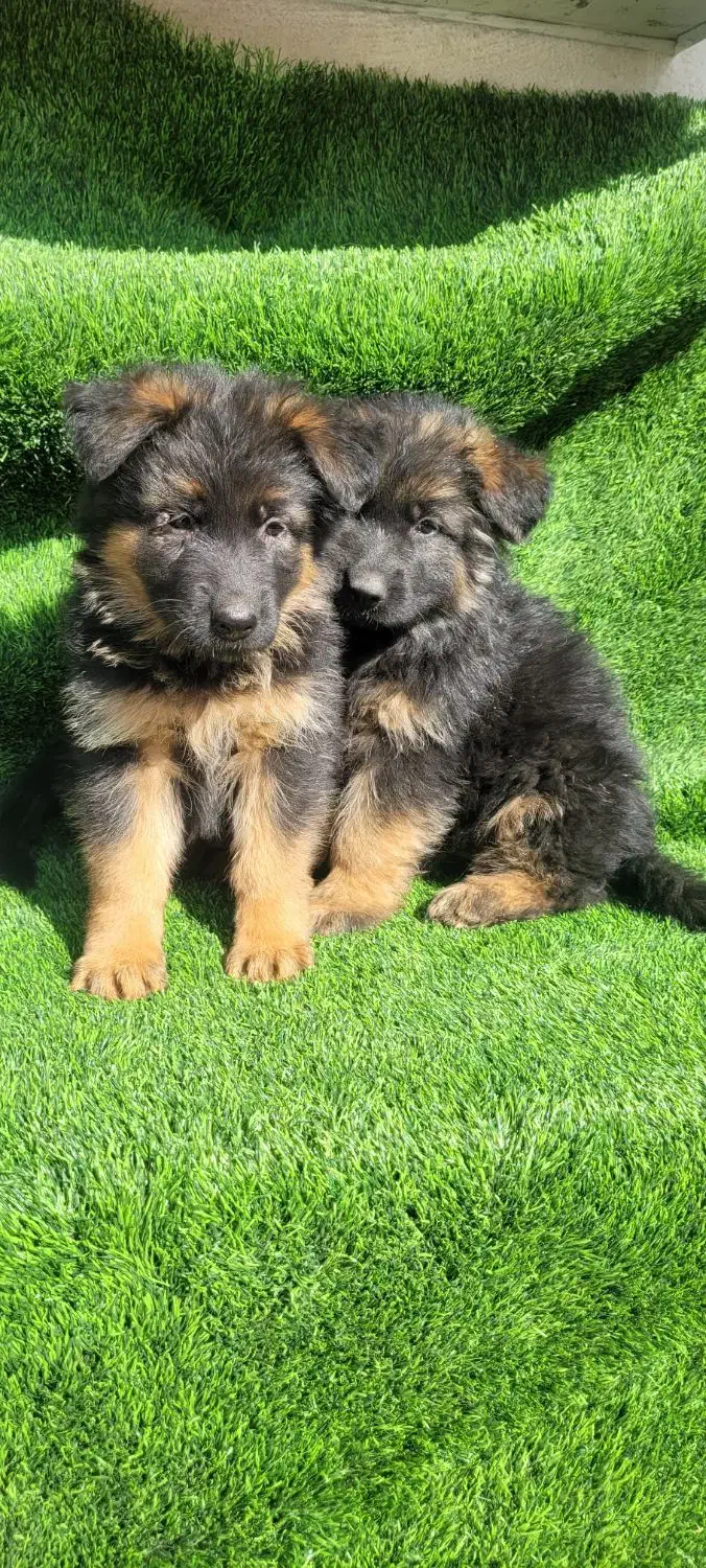 ماده ژرمن شولاین|سگ|تهران, هاشمی|دیوار