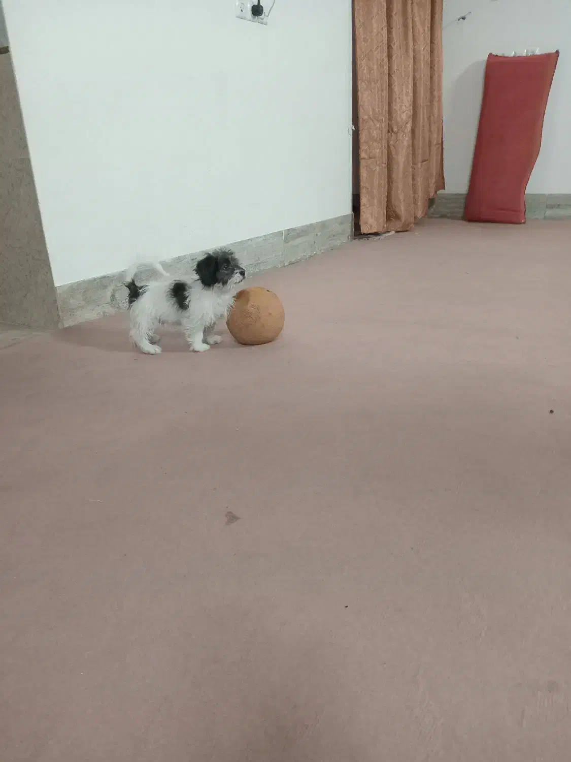 سگ پاکوتاه|سگ|تربت جام, خیرآباد|دیوار