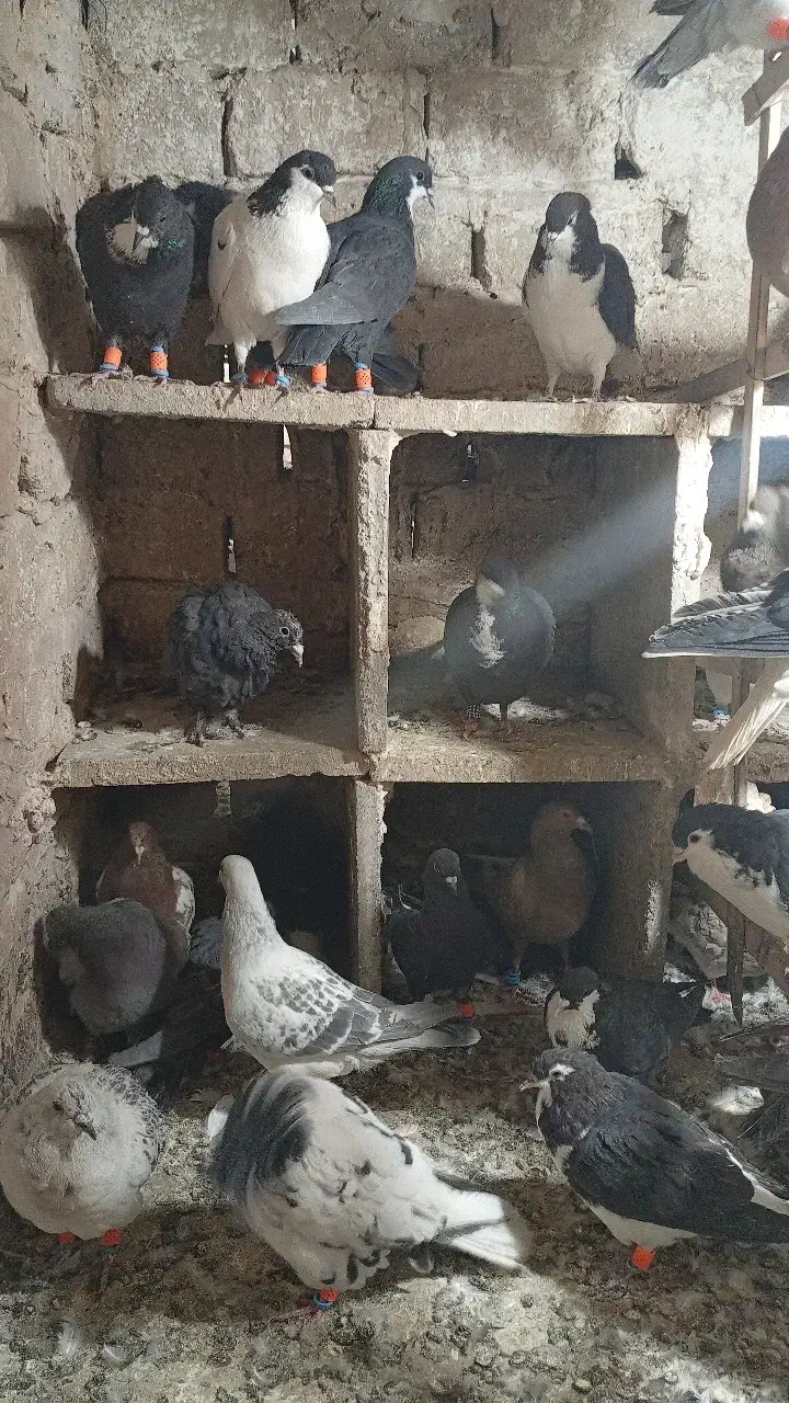 کفتر|پرنده|تربت‌حیدریه, آغوی|دیوار