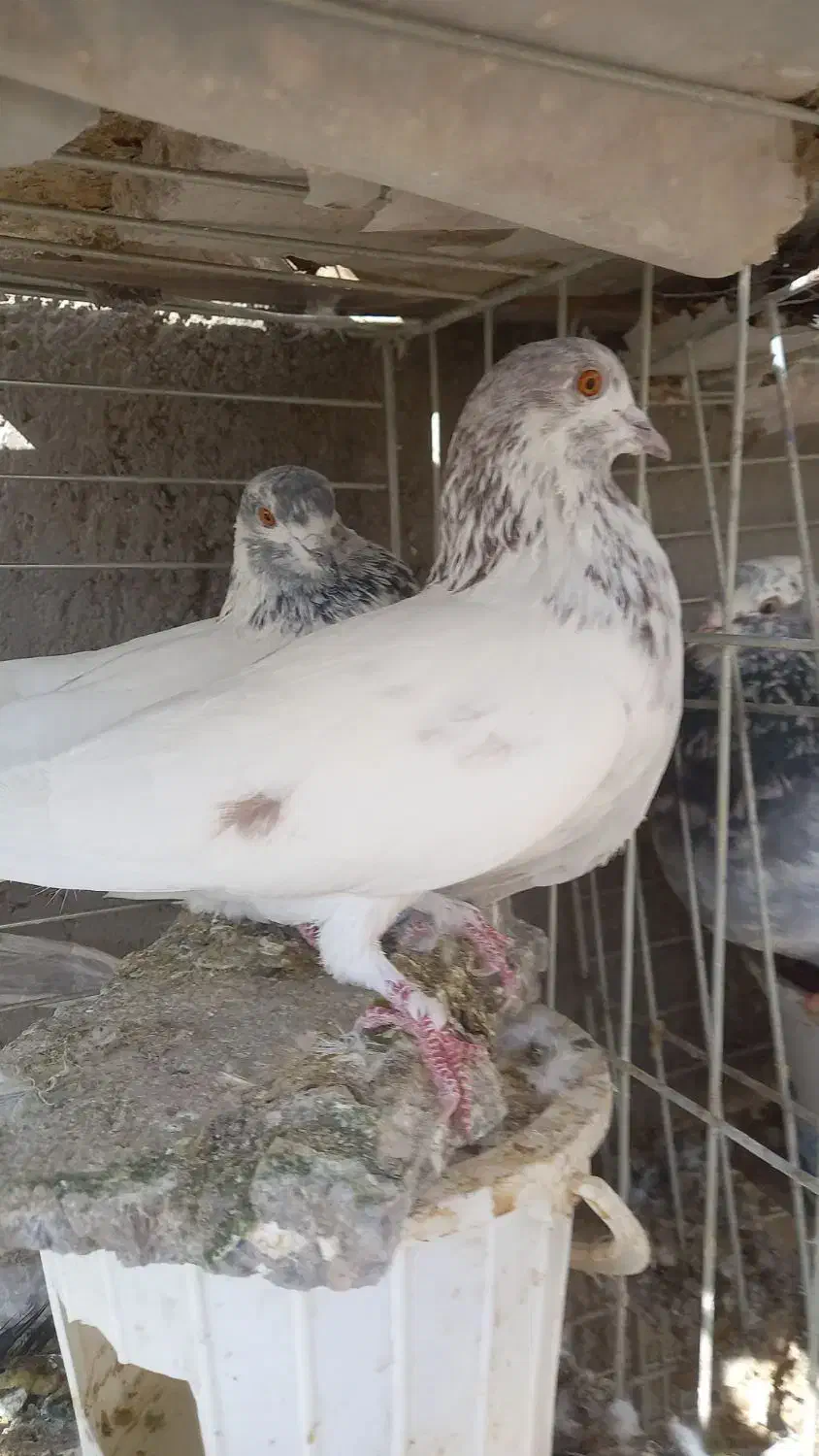 کبوتر پرشی|پرنده|حمیدیا, |دیوار