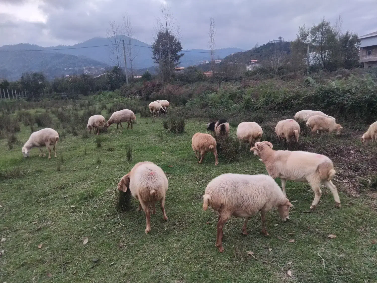 ۴۰راس گوسفند چاق ابستن|حیوانات مزرعه|واجارگاه, |دیوار