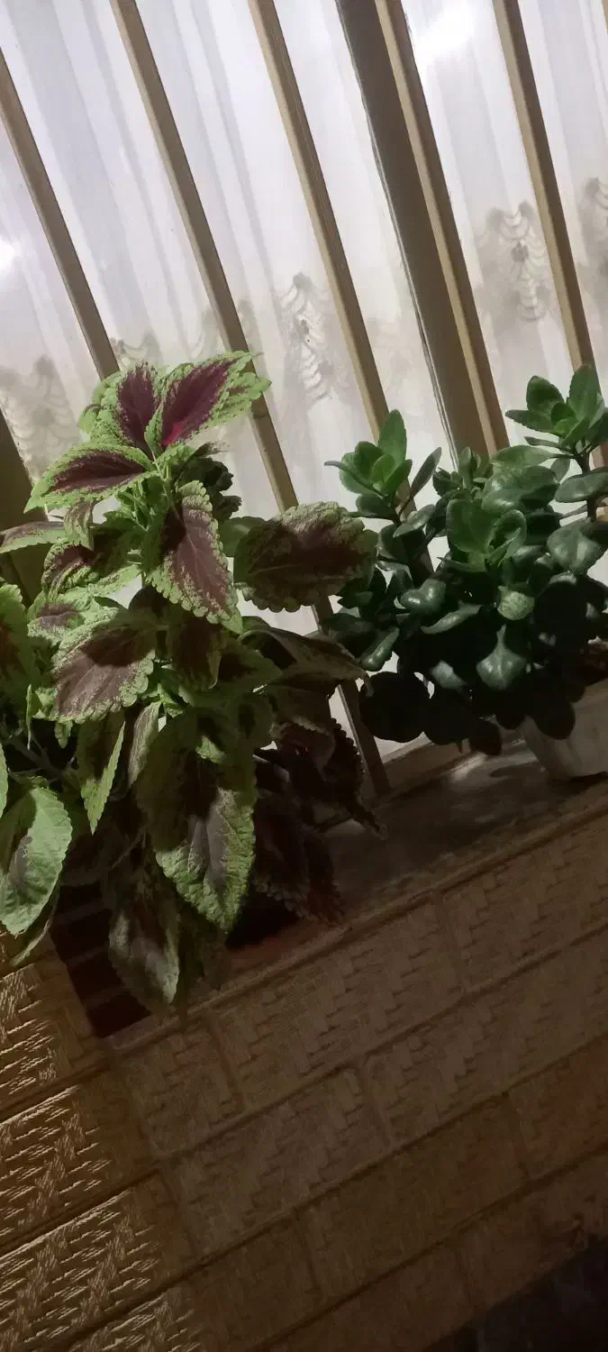 گل های طبیعی|گل و گیاه طبیعی|بروجرد, |دیوار