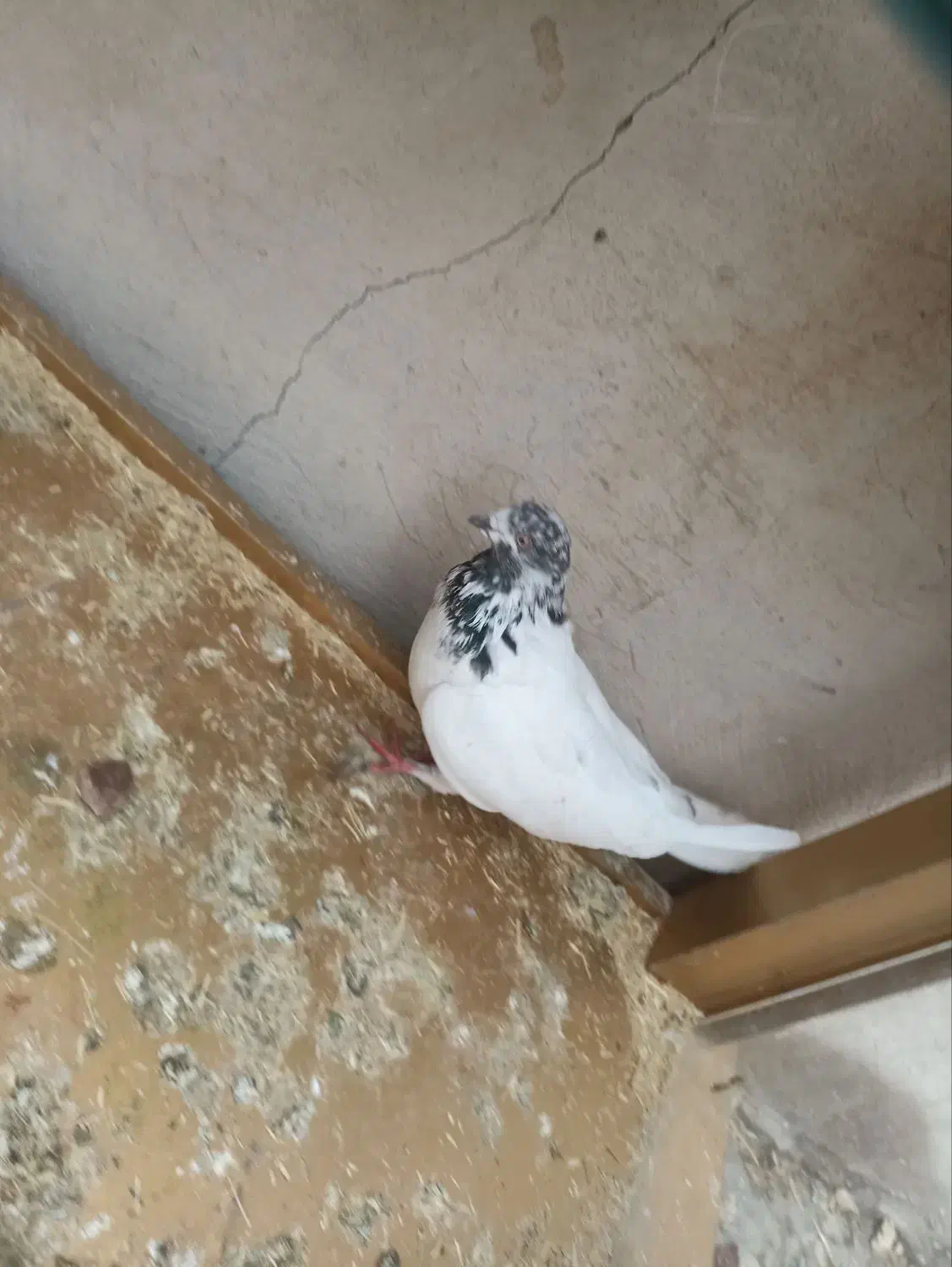 همه کبوتر ها سالم ب شرط|پرنده|پلدختر, |دیوار