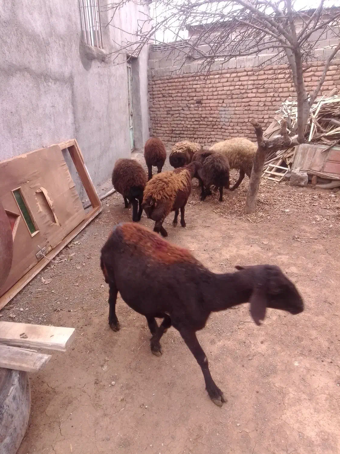 گوسفند و بره ماده|حیوانات مزرعه|هیر, |دیوار