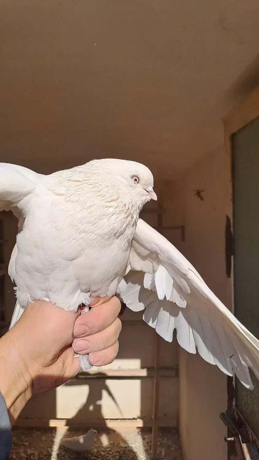 کبوتر ماده سفید،اراکی،تهرانی،شمرونی|پرنده|مبارکه, |دیوار