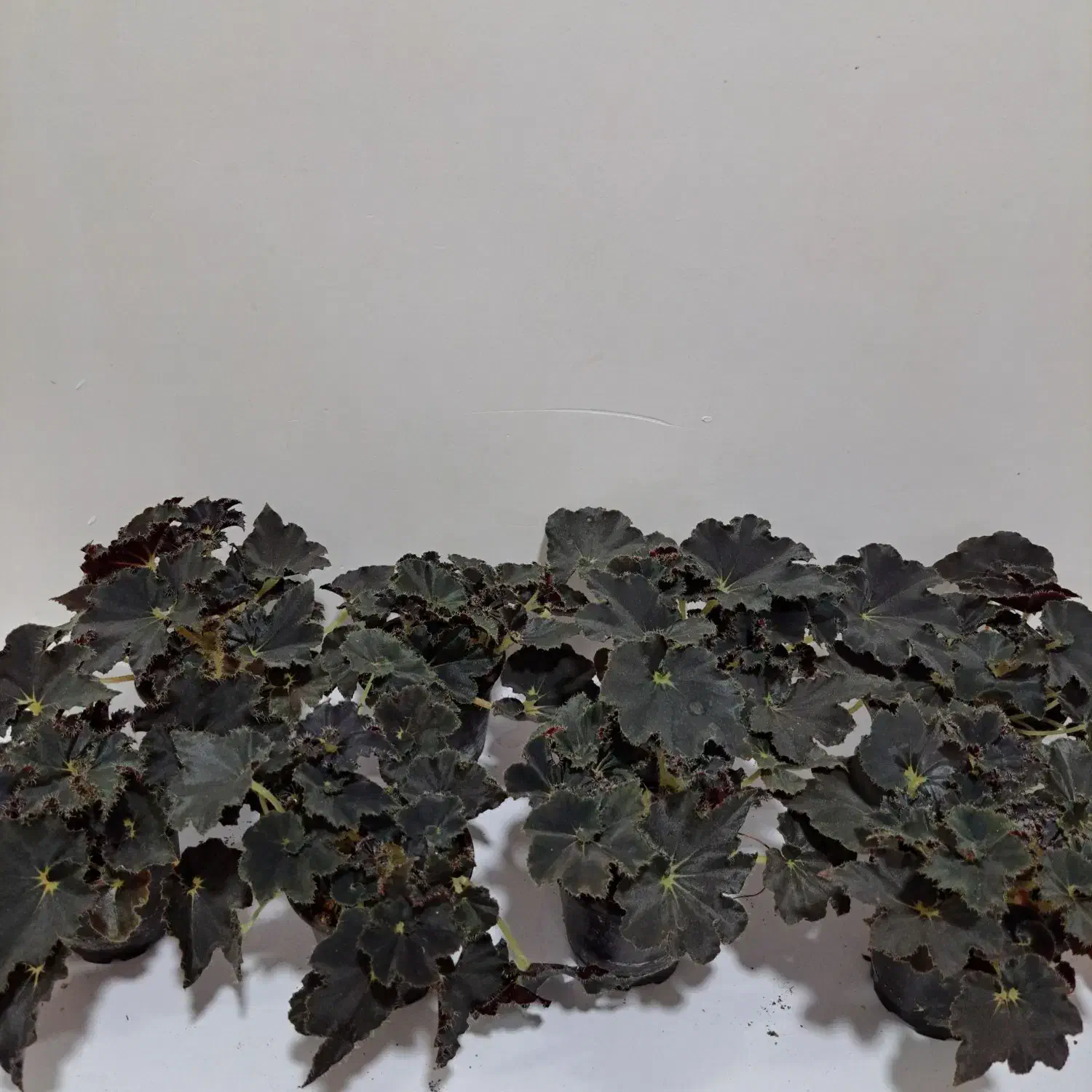 بگونیا بلک حلزونی|گل و گیاه طبیعی|ساری, |دیوار