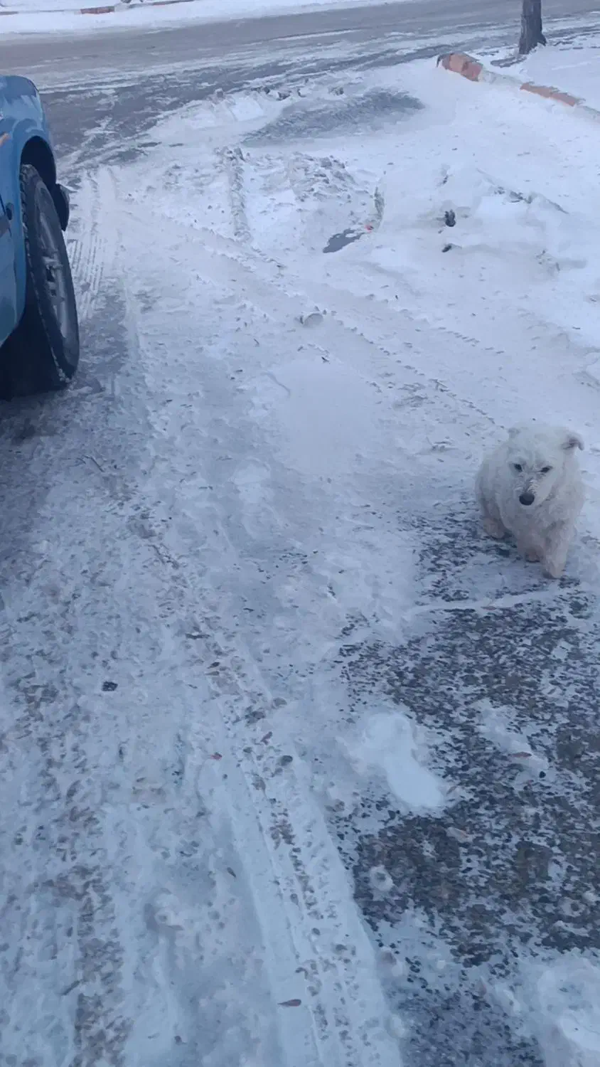 واگذاری شیتزو|سگ|دیواندره, |دیوار