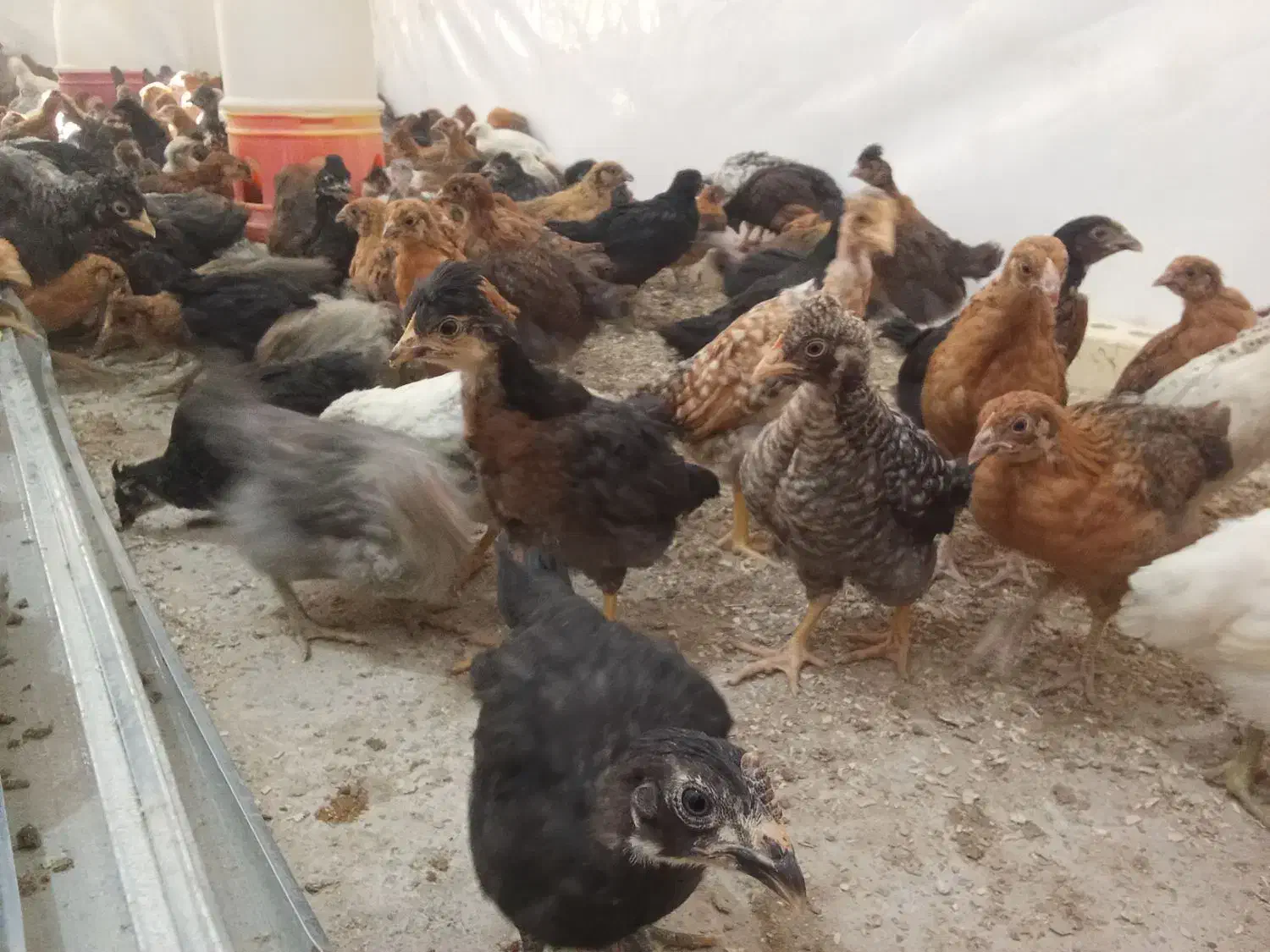 جوجه مرغ جهادی بوقلمون بیوتی گوشتی (خواجه)|حیوانات مزرعه|زابل, |دیوار