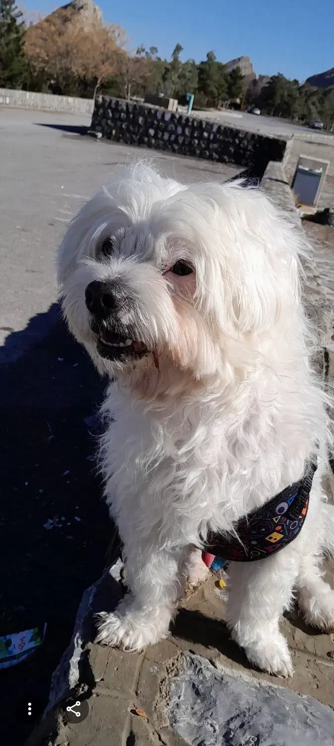 گمشده|حیوانات|اصفهان, بهارستان|دیوار