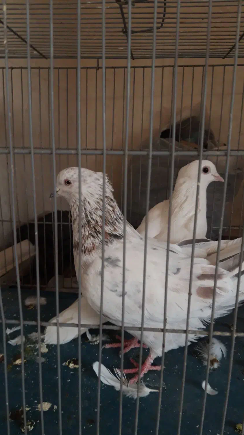 کفتر تهرونی به شرط پرش و بازی|پرنده|برخوار, |دیوار