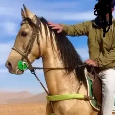 اسب دره شوری|اسب و تجهیزات اسب‌سواری|شهرکرد, |دیوار