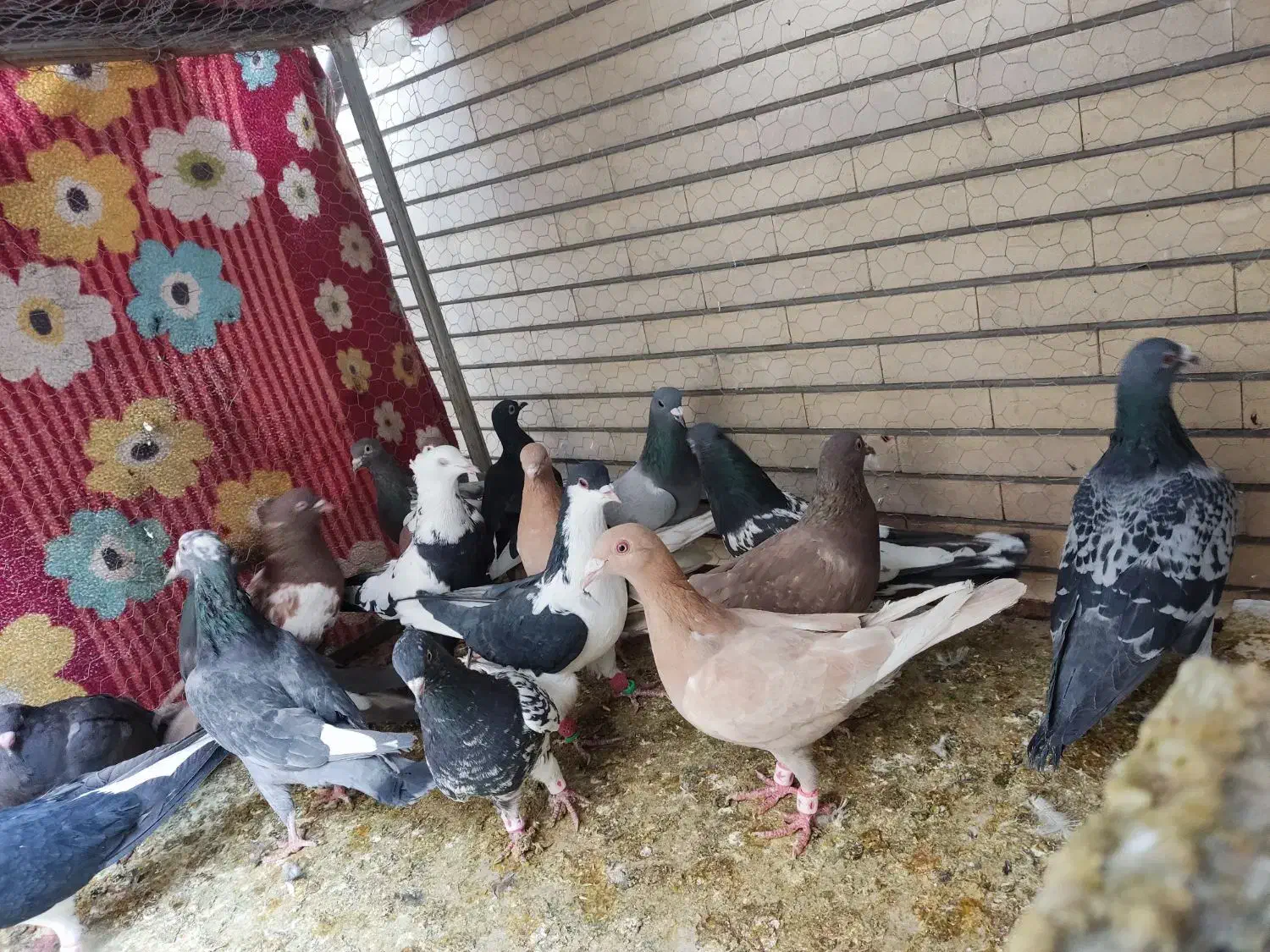 پلاکی،رنگی،دورگ|پرنده|لنجان, |دیوار