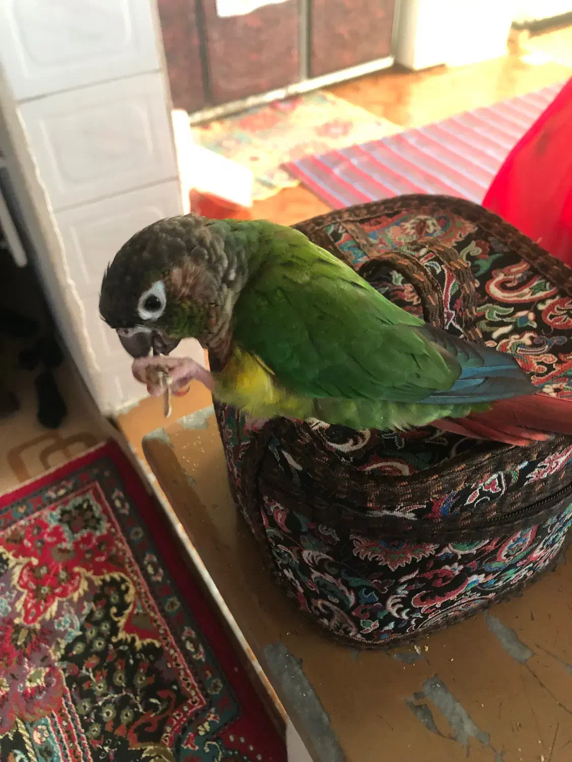 طوطی گرینچیک گمشده|پرنده|علیآباد کتول, |دیوار