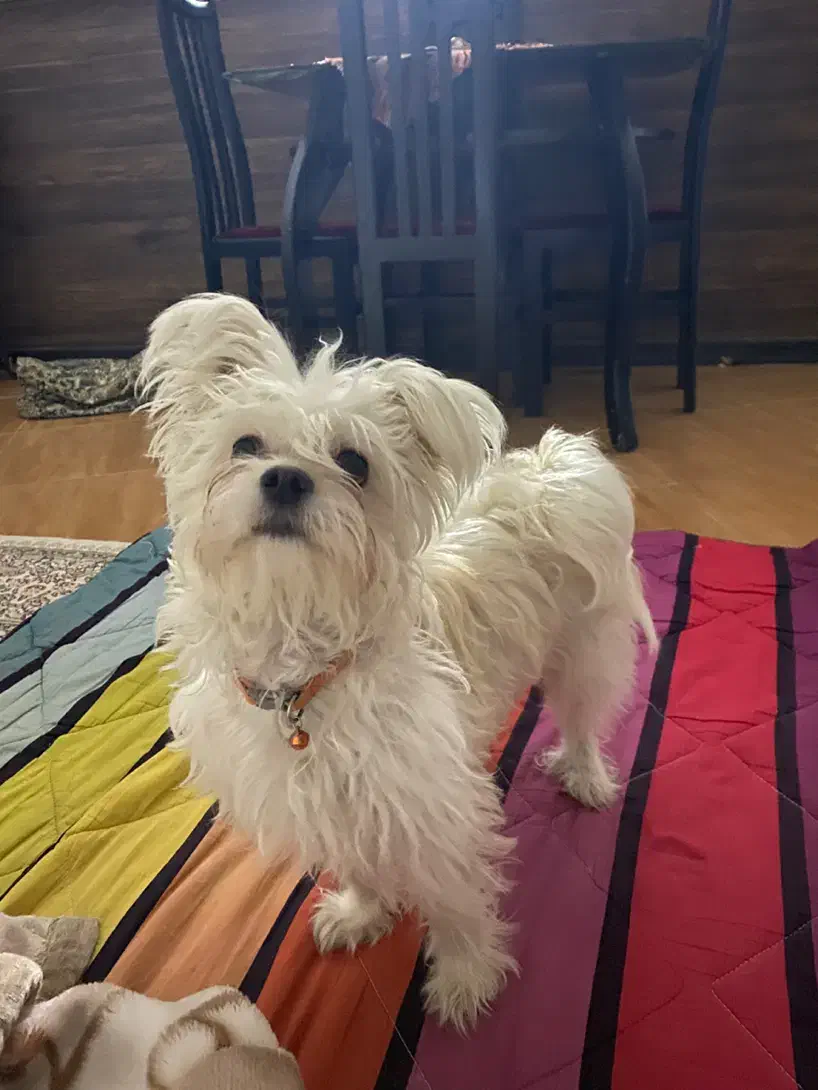 سگ شیتزو ماتیز|حیوانات|مشهد, بهاران|دیوار