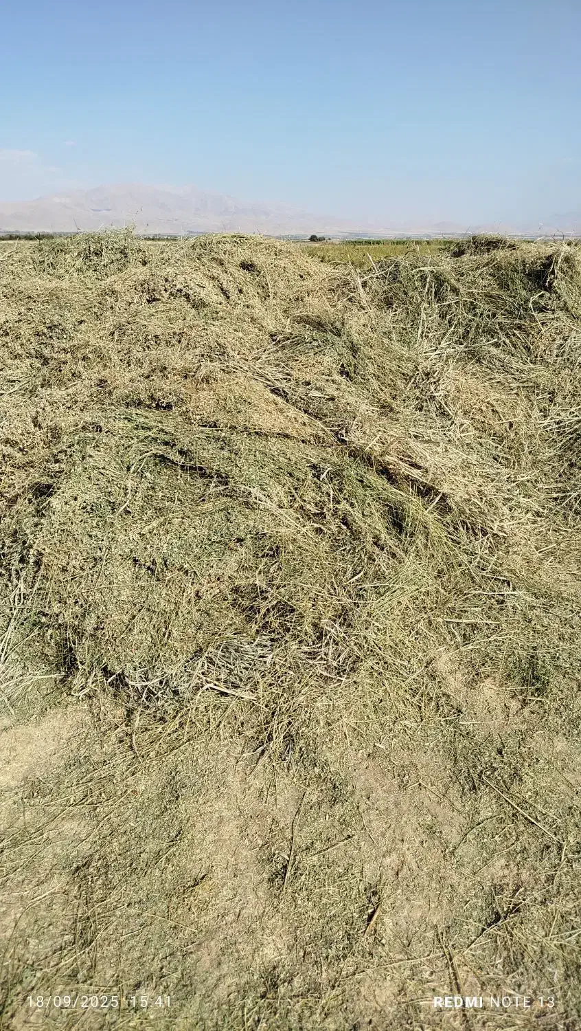 یونجه صادراتی|خدمات باغبانی و درختکاری|دورود, |دیوار