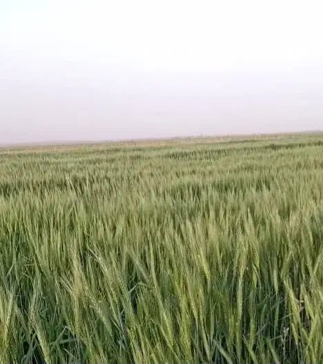 اجاره زمین کشاورزی|اجارهٔ دفتر صنعتی، کشاورزی، تجاری|دشتابی, |دیوار