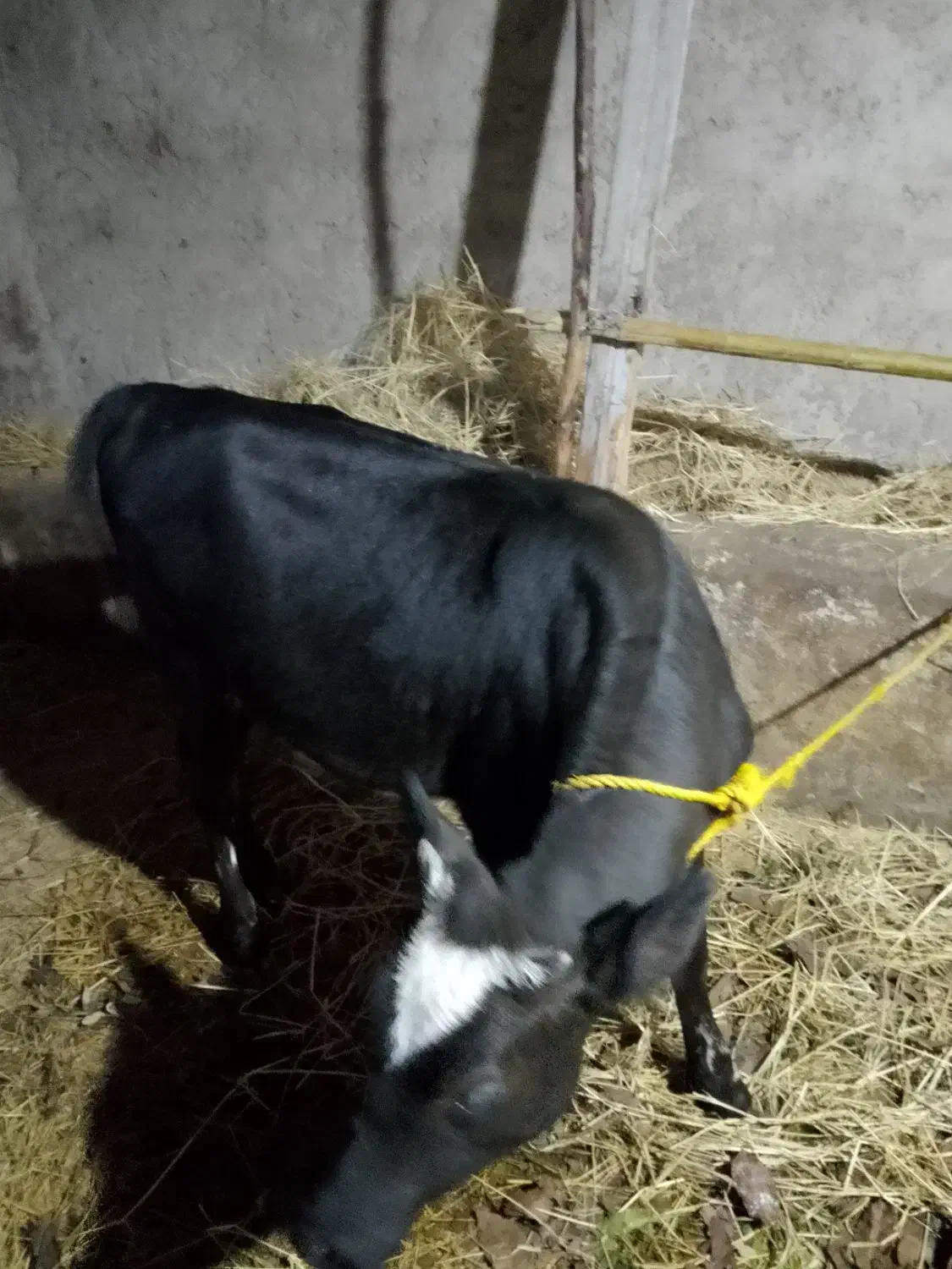 گوساله 8ماهه دورگ محلی|حیوانات مزرعه|رضوانشهر, |دیوار