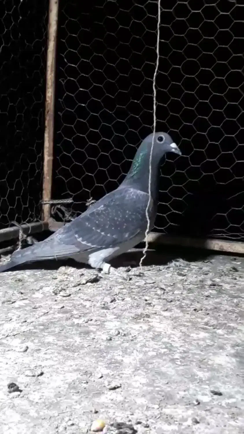 کبوتر چاپی ماده وحشی|پرنده|خواف, |دیوار