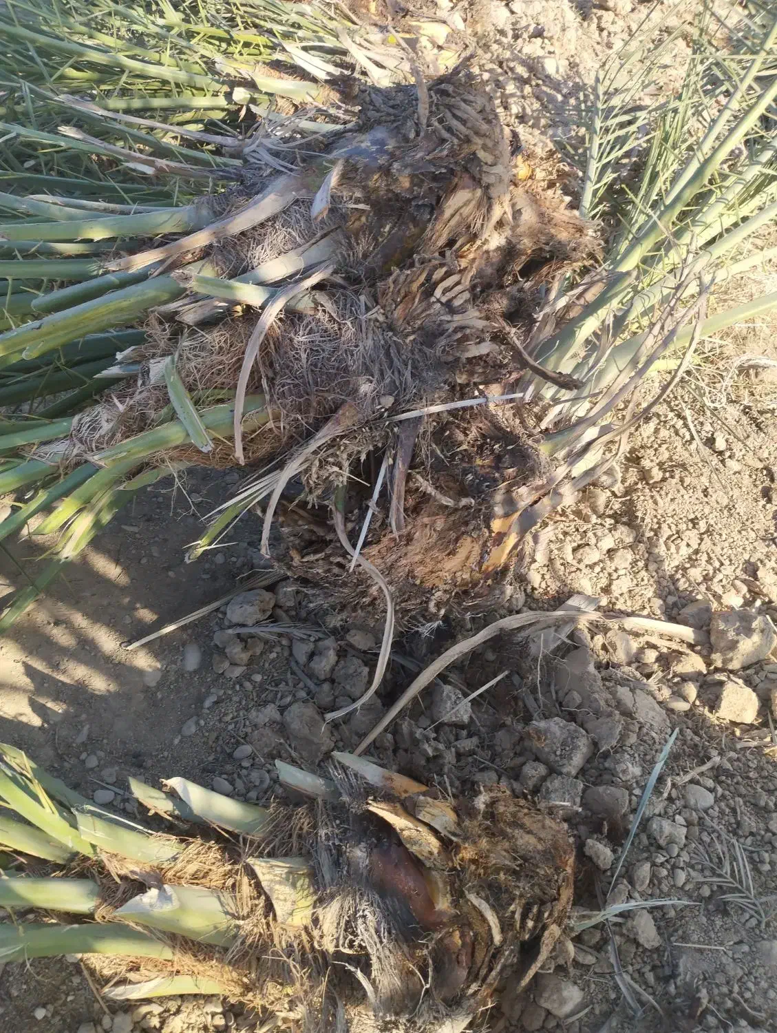 خدمات نخل صفر تا صد . پاجوش نخل موجود است|خدمات باغبانی و درختکاری|رامشیر, |دیوار