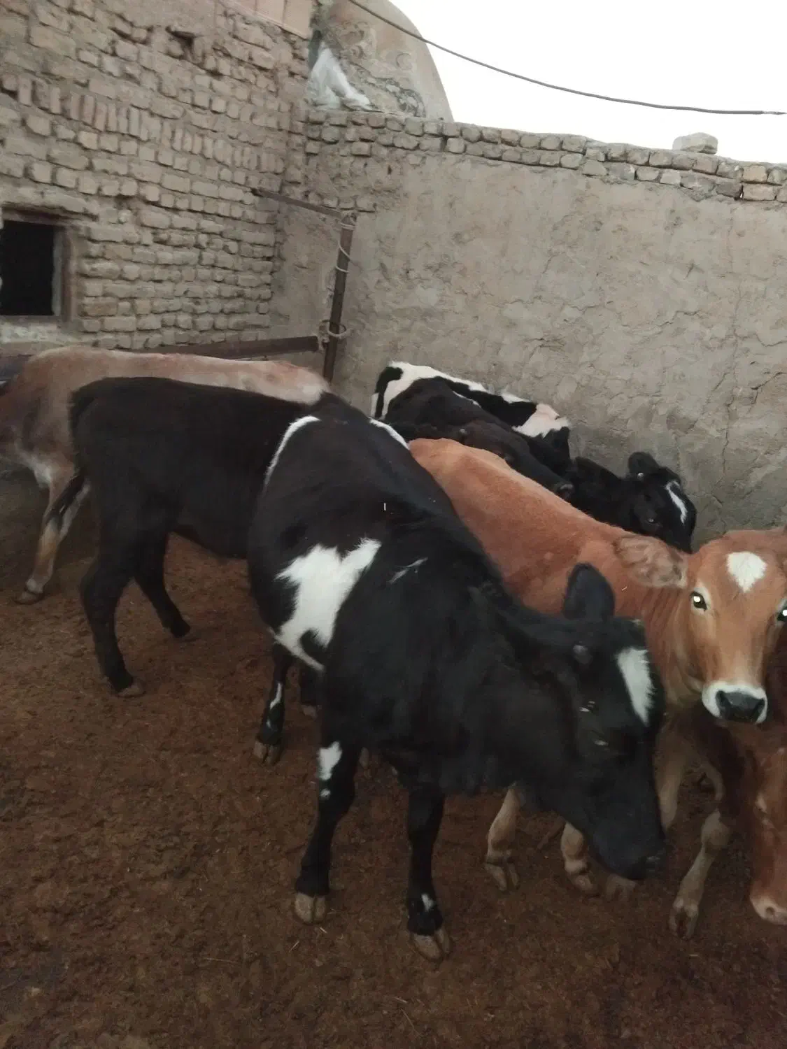 گوساله نروماده|حیوانات مزرعه|نظرآباد, رسالت|دیوار