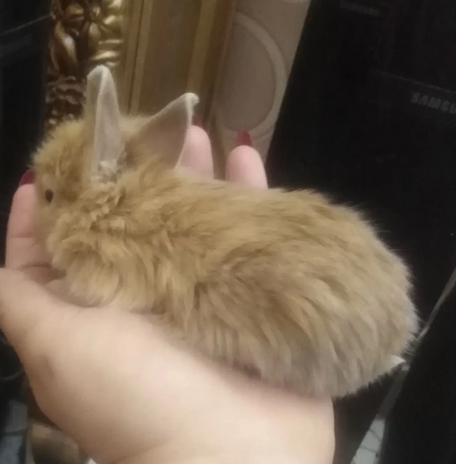 خرگوش لوپ جرسی پشمالو مینیاتوری|موش و خرگوش|شیراز, کوزه گری|دیوار