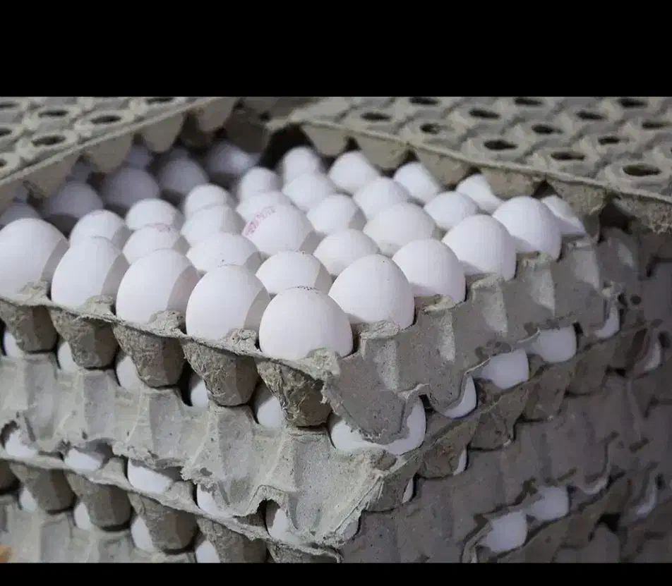 پخش تخمرغ|خوردنی و آشامیدنی|تهران, انبار نفت|دیوار