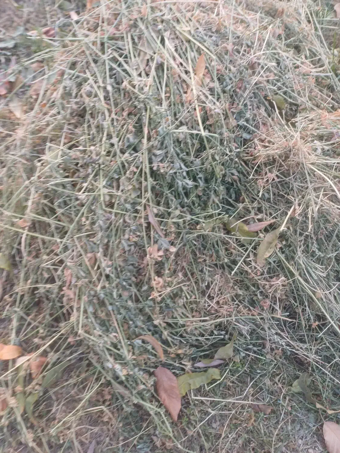 یونجه|لوازم جانبی حیوانات|همدان, |دیوار