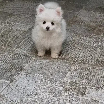 پامر،پامرانین، پامرین|سگ|اصفهان, عمان سامانی|دیوار