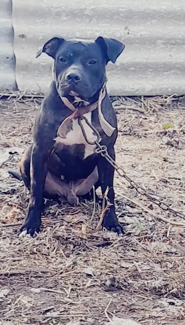 سگ ژرمن شولاین هاسکی مالاموت پیت بول|سگ|رشت, گلسار|دیوار