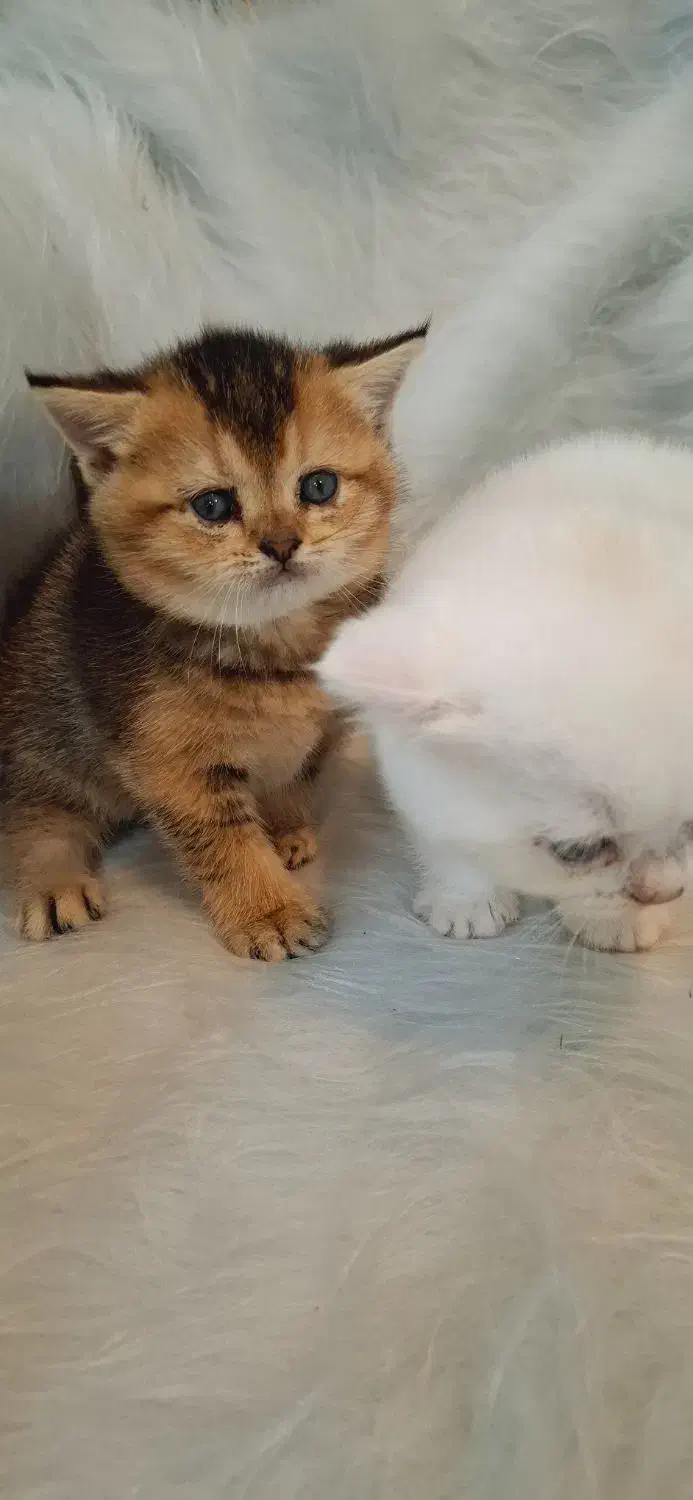 گربه های برتیش و اسکاتیش|گربه|اهواز, کوی نیرو|دیوار