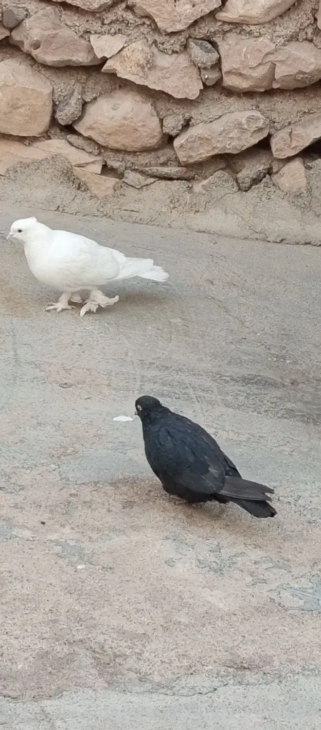 کبوتر|پرنده|لردگان, |دیوار