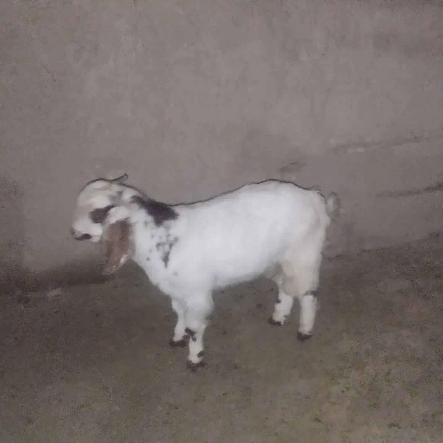 گوسفند فروشی|حیوانات مزرعه|سراوان, |دیوار